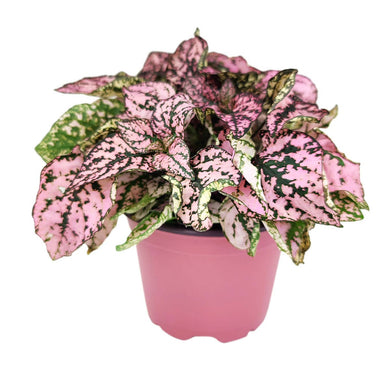 Hypoestes Phyllostachya Pink Splash - Colorful Houseplant: Pink and White Mix / 4