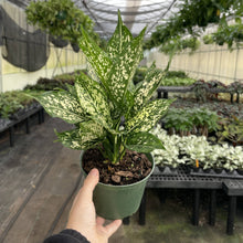 Wintery Winehouse Aglaonema - 6" Live Plant