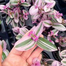 Tradescantia Nanouk - Live Plant: 6" Pot