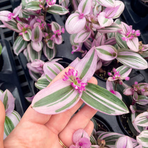 Tradescantia Nanouk - Live Plant: 6" Pot