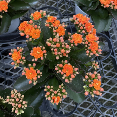 Flowering Calandiva - Kalanchoe - 4
