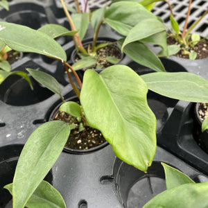 Philodendron Mayoi - 4" Live Plant