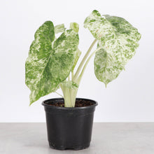 Alocasia Blizzard - 6" Live Plant - RARE