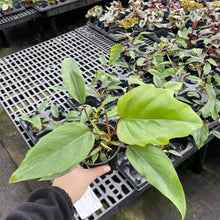 Philodendron Mayoi - 4" Live Plant