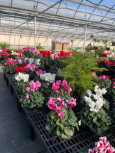 Blooming Cyclamen - Assorted Color - 6" Live Plant