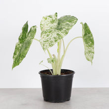 Alocasia Blizzard - 6" Live Plant - RARE