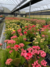 Flowering Calandiva - Kalanchoe - 4" Live Plant: Orange