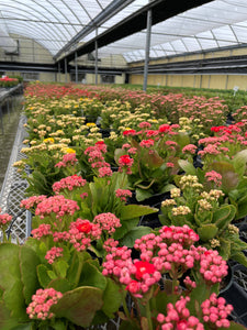 Flowering Calandiva - Kalanchoe - 4" Live Plant: Orange