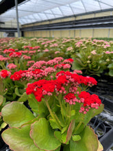 Flowering Calandiva - Kalanchoe - 4" Live Plant: Orange
