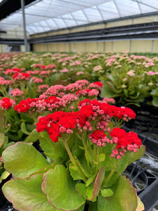 Flowering Calandiva - Kalanchoe - 4" Live Plant: Orange