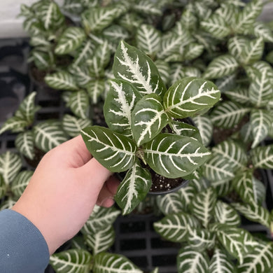 Zebra Plant - 4
