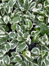 Pearls and Jade Pothos - Live Plant: 4" Pot