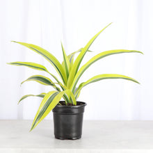 Lemon Lime Dracaena - Live Plant: 3" Pot