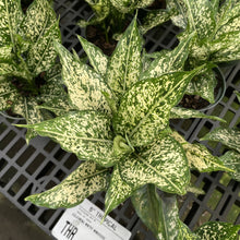 Wintery Winehouse Aglaonema - 6" Live Plant