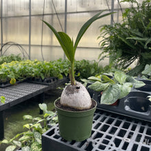 Coconut Palm - 6" Live Plant