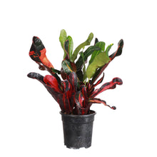 Mammy Croton - Live Plant: 3" Pot
