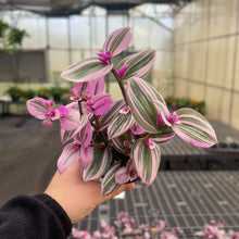 Tradescantia Nanouk - Live Plant: 6" Pot