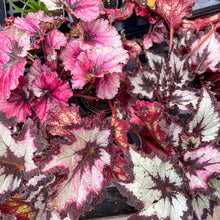 Rex Begonia - 4" Live Plant - Assorted Color - Grace on Broadway 