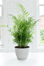 Rustic Planter for Houseplants, Multiple Sizes: Green / Small