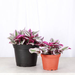 Tradescantia Nanouk - Live Plant: 6" Pot