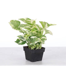 Pearls and Jade Pothos - Live Plant: 4" Pot