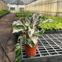 Calathea 'Stella' - Live Plant: 6-inch Pot