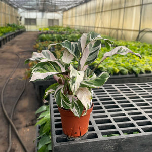 Calathea 'Stella' - Live Plant: 6-inch Pot