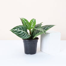 Zebra Plant - 4" Live Plant