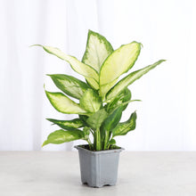 Low Light Houseplant Assortment - 3" Plants