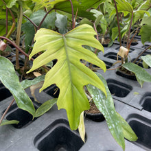 Philodendron Mayoi - 4" Live Plant