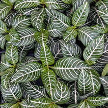 Zebra Plant - 4" Live Plant