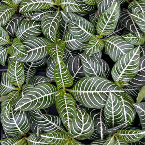 Zebra Plant - 4" Live Plant