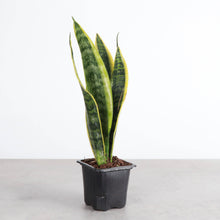 Low Light Houseplant Assortment - 3" Plants