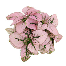 Hypoestes Phyllostachya Pink Splash - Colorful Houseplant: Pink and White Mix / 4" Pot