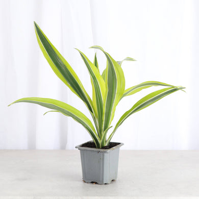 Lemon Lime Dracaena - Live Plant: 3