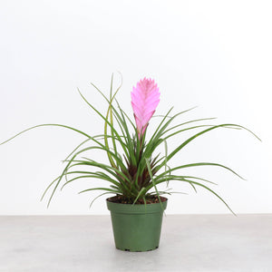 Pink Quill Bromeliad - 4" Live Plant
