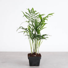 Low Light Houseplant Assortment - 3" Plants