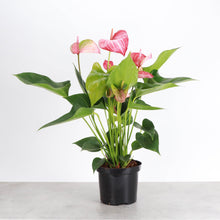 Candy Cane Anthurium, Flamingo Flower - 6" Live Plant