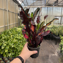 Mammy Croton - Live Plant: 3" Pot