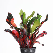 Mammy Croton - Live Plant: 3" Pot
