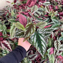 Cissus Discolor - Rex Begonia Vine - Live Plant: 6" Pot