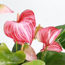 Candy Cane Anthurium, Flamingo Flower - 6" Live Plant