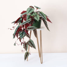 Cissus Discolor - Rex Begonia Vine - Live Plant: 6" Pot