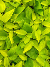 Neon Pothos Plant - Live Plant: 3" Pot