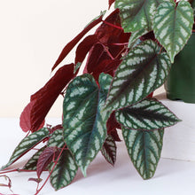 Cissus Discolor - Rex Begonia Vine - Live Plant: 6" Pot
