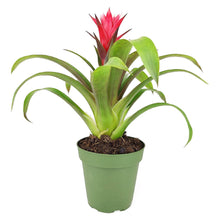 Bromeliad Guzmania 'Red' - Colorful Indoor Plants - 4/6in: 4 inch
