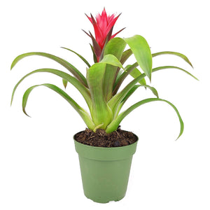 Bromeliad Guzmania 'Red' - Colorful Indoor Plants - 4/6in: 4 inch
