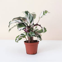 Calathea 'Stella' - Live Plant: 6-inch Pot