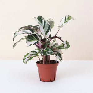 Calathea 'Stella' - Live Plant: 6-inch Pot