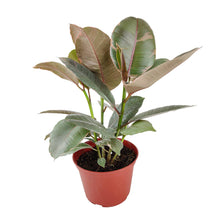 Ficus Tineke - Ficus Elastica Ruby Pink - 4/6 inch  Pot: 6 inch
